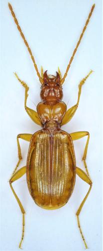 Duvalius landii